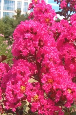 Pink Velour Crape Myrtle Tree - 5 Gallon Pot -Wilson Bros Gardens Crape Myrtle Pink Velour 12