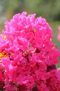 Pink Velour Crape Myrtle Tree - 5 Gallon Pot -Wilson Bros Gardens Crape Myrtle Pink Velour 14