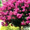 Pink Velour Crape Myrtle Tree - 5 Gallon Pot 1 Pink Velour Crape Myrtle Tree - 5 Gallon Pot -Wilson Bros Gardens Crape Myrtle Pink Velour 17