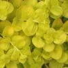 Golden Creeping Jenny - Lysimachia Nummularia Aurea - 5 Pack Of Pint Pots -Wilson Bros Gardens Creeping Jenny 22