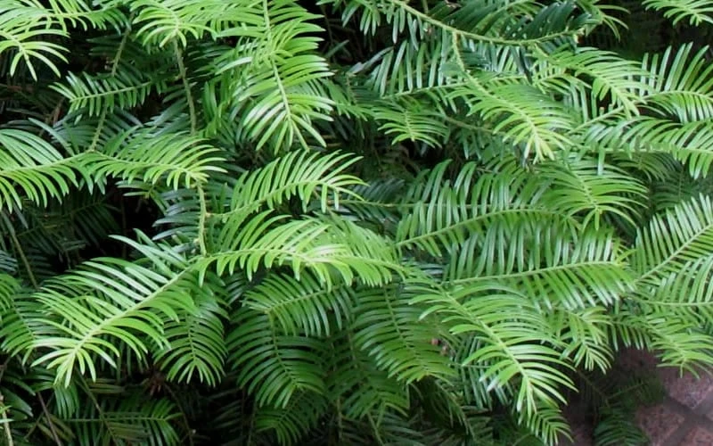 Creeping Japanese Plum Yew (Cephalotaxus Harringtonia 'Prostrata') - 2.5 Quart Pot 7 Creeping Japanese Plum Yew (Cephalotaxus Harringtonia 'Prostrata') - 2.5 Quart Pot - Image 5