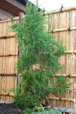 Rasen Sugi Cryptomeria Japanese Cedar - 1 Gallon Pot -Wilson Bros Gardens Cryptomeria Rasen Sugi 1