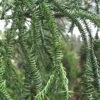 Rasen Sugi Cryptomeria Japanese Cedar - 1 Gallon Pot 1 Rasen Sugi Cryptomeria Japanese Cedar - 1 Gallon Pot -Wilson Bros Gardens Cryptomeria Rasen Sugi 2
