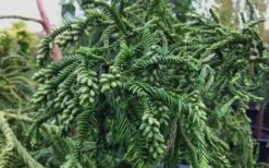 Rasen Sugi Cryptomeria Japanese Cedar - 1 Gallon Pot -Wilson Bros Gardens Cryptomeria Rasen Sugi 3