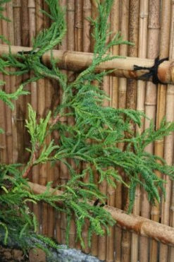 Rasen Sugi Cryptomeria Japanese Cedar - 1 Gallon Pot -Wilson Bros Gardens Cryptomeria Rasen Sugi 4
