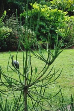 Snake Branch Japanese Cedar - Cryptomeria Japonica 'Araucarioides' - 1 Gallon Pot -Wilson Bros Gardens Cryptomeria Snake Branch 15