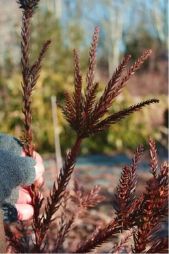 Snake Branch Japanese Cedar - Cryptomeria Japonica 'Araucarioides' - 1 Gallon Pot -Wilson Bros Gardens Cryptomeria Snake Branch 16