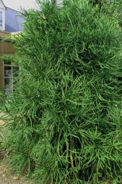 Snake Branch Japanese Cedar - Cryptomeria Japonica 'Araucarioides' - 1 Gallon Pot -Wilson Bros Gardens Cryptomeria Snake Branch 2
