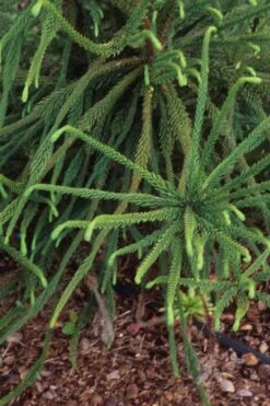 Snake Branch Japanese Cedar - Cryptomeria Japonica 'Araucarioides' - 1 Gallon Pot -Wilson Bros Gardens Cryptomeria Snake Branch 3