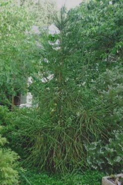 Snake Branch Japanese Cedar - Cryptomeria Japonica 'Araucarioides' - 1 Gallon Pot -Wilson Bros Gardens Cryptomeria Snake Branch 7