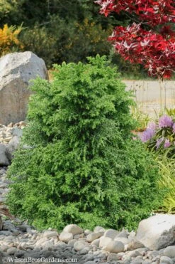 Tansu Dwarf Cryptomeria - Japanese Cedar - 3 Gallon -Wilson Bros Gardens Cryptomeria Tansu 1