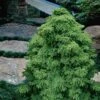 Tansu Dwarf Cryptomeria - Japanese Cedar - 3 Gallon 1 Tansu Dwarf Cryptomeria - Japanese Cedar - 3 Gallon -Wilson Bros Gardens Cryptomeria Tansu 4
