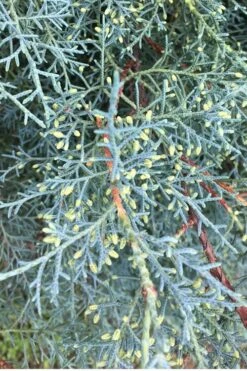 Carolina Sapphire Arizona Cypress - 7 Gallon Pot (4-5') -Wilson Bros Gardens Cypress Carolina Sapphire 23