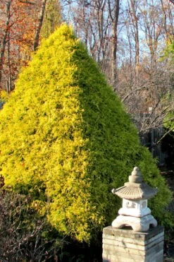 Gold Mop Threadleaf Cypress - 3 Gallon Pot 14 Gold Mop Threadleaf Cypress - 3 Gallon Pot -Wilson Bros Gardens Cypress Gold Mop 20