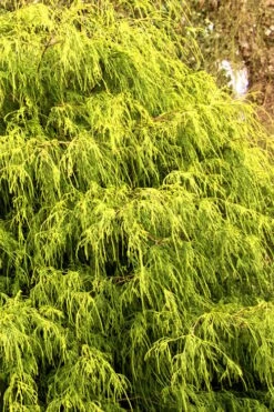 Gold Mop Threadleaf Cypress - 3 Gallon Pot 17 Gold Mop Threadleaf Cypress - 3 Gallon Pot -Wilson Bros Gardens Cypress Gold Mop 21