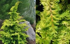 Gold Tip Fernspray Hinoki Cypress - 5 Gallon Pot -Wilson Bros Gardens Cypress Gold Tip Fernspray