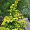 Gold Tip Fernspray Hinoki Cypress - 5 Gallon Pot -Wilson Bros Gardens Cypress Gold Tip Fernspray 6