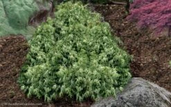 Marie's White Dwarf Hinoki Cypress - Chamaecyparis Obtusa 'Mariesii - 1 Gallon Pot -Wilson Bros Gardens Cypress Hinoki Mariessii 11