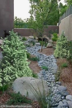 Marie's White Dwarf Hinoki Cypress - Chamaecyparis Obtusa 'Mariesii - 5 Gallon Pot -Wilson Bros Gardens Cypress Hinoki Mariessii 12 1