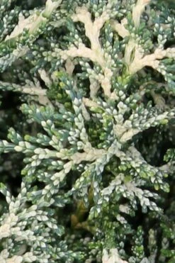 Marie's White Dwarf Hinoki Cypress - Chamaecyparis Obtusa 'Mariesii - 1 Gallon Pot -Wilson Bros Gardens Cypress Hinoki Mariessii 5