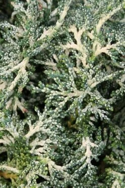 Marie's White Dwarf Hinoki Cypress - Chamaecyparis Obtusa 'Mariesii - 5 Gallon Pot -Wilson Bros Gardens Cypress Hinoki Mariessii 6 1