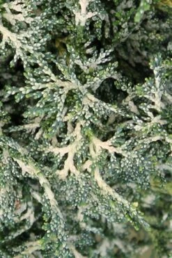 Marie's White Dwarf Hinoki Cypress - Chamaecyparis Obtusa 'Mariesii - 1 Gallon Pot -Wilson Bros Gardens Cypress Hinoki Mariessii 7