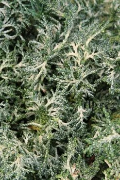 Marie's White Dwarf Hinoki Cypress - Chamaecyparis Obtusa 'Mariesii - 1 Gallon Pot -Wilson Bros Gardens Cypress Hinoki Mariessii 8