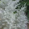 Silver Smoke Arizona Cypress - 6 Pack Of 1 Gallon Pots -Wilson Bros Gardens Cypress Silver Smoke 10