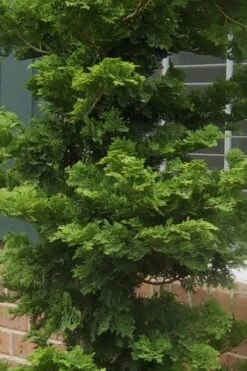 Slender Hinoki Cypress - 6 Pack Of 1 Gallon Pots -Wilson Bros Gardens Cypress Slender Hinoki 19