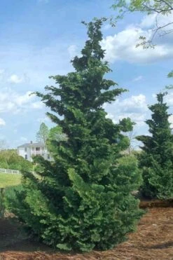 Slender Hinoki Cypress - 6 Pack Of 1 Gallon Pots -Wilson Bros Gardens Cypress Slender Hinoki Rev 500x750 1