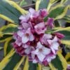 Maejima Variegated Pink Winter Daphne - 1 Gallon Pot 1 Maejima Variegated Pink Winter Daphne - 1 Gallon Pot -Wilson Bros Gardens Daphne Odora Maejima 500x750 1