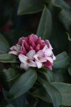 Zuiko Nishiki Winter Daphne Odora - 1 Gallon Pot -Wilson Bros Gardens Daphne Odora Zuiko Nishiki 6