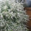 Variegated Dappled Willow Bush - Salix Integra 'Hakuro Nishiki' - 2 Gallon Pot -Wilson Bros Gardens Dappled Willow Shrub 1 500x750 1