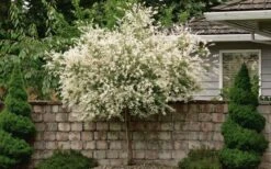 Variegated Dappled Willow Tree - Salix Integra 'Hakuro Nishiki' - 1 Gallon Pot - Tree Form -Wilson Bros Gardens Dappled Willow Tree 1 1
