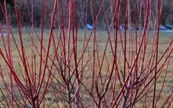 Variegated Dappled Willow Tree - Salix Integra 'Hakuro Nishiki' - 1 Gallon Pot - Tree Form -Wilson Bros Gardens Dappled Willow Tree Stems 2