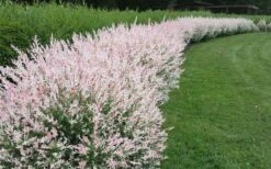 Variegated Dappled Willow Bush - Salix Integra 'Hakuro Nishiki' - 2 Gallon Pot -Wilson Bros Gardens Dappled Willow Variegated Shrub 5