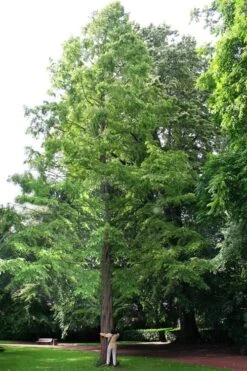 Dawn Redwood Tree - Metasequoia Glyptostroboides - 5 Gallon Pot -Wilson Bros Gardens Dawn Redwood 1
