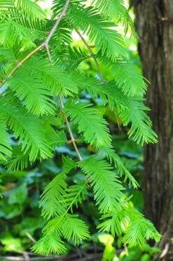 Dawn Redwood Tree - Metasequoia Glyptostroboides - 5 Gallon Pot -Wilson Bros Gardens Dawn Redwood 2