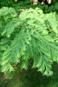 Miss Grace Weeping Dawn Redwood Tree (Metasequoia) - 3 Gallon Pot -Wilson Bros Gardens Dawn Redwood 3