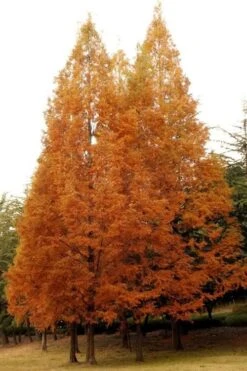 Dawn Redwood Tree - Metasequoia Glyptostroboides - 5 Gallon Pot -Wilson Bros Gardens Dawn Redwood 4
