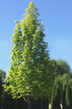 Dawn Redwood Tree - Metasequoia Glyptostroboides - 5 Gallon Pot -Wilson Bros Gardens Dawn Redwood 5
