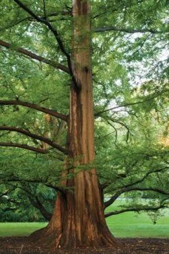 Dawn Redwood Tree - Metasequoia Glyptostroboides - 5 Gallon Pot -Wilson Bros Gardens Dawn Redwood 6