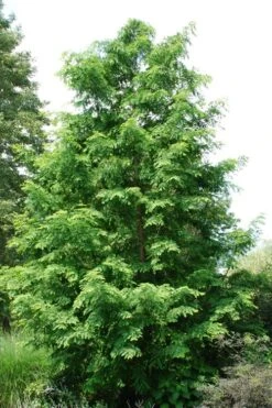Dawn Redwood Tree - Metasequoia Glyptostroboides - 5 Gallon Pot