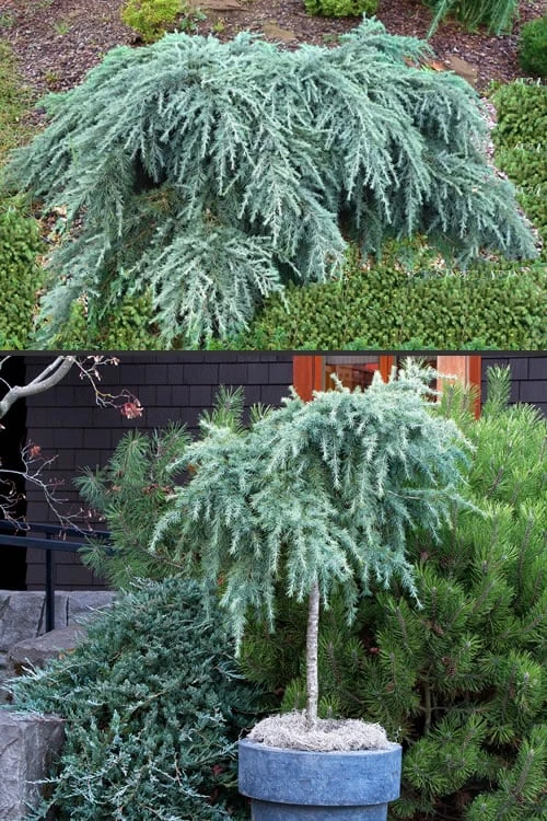 Feelin Blue Deodar Cedar (Single Trunk Tree Form) - 1 Gallon Pot 6 Feelin Blue Deodar Cedar (Single Trunk Tree Form) - 1 Gallon Pot - Image 4