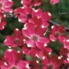 Cherokee Brave Red Dogwood Tree - Cornus Florida - 7 Gallon Pot -Wilson Bros Gardens Dogwood Cherokee Brave 2
