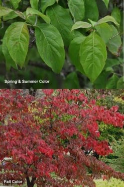 Cherokee Brave Red Dogwood Tree - Cornus Florida - 7 Gallon Pot 12 Cherokee Brave Red Dogwood Tree - Cornus Florida - 7 Gallon Pot -Wilson Bros Gardens Dogwood Cherokee Chief 7