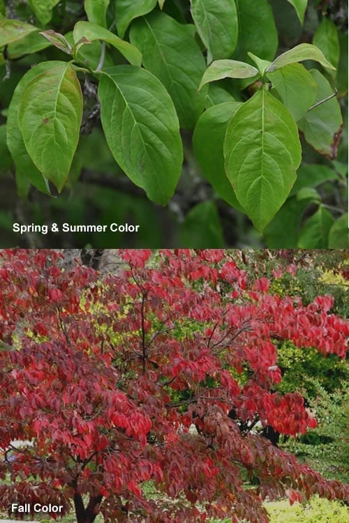 Cherokee Brave Red Dogwood Tree - Cornus Florida - 7 Gallon Pot 7 Cherokee Brave Red Dogwood Tree - Cornus Florida - 7 Gallon Pot - Image 5