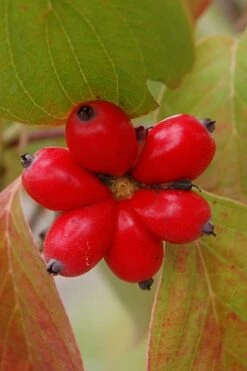 Cherokee Brave Red Dogwood Tree - Cornus Florida - 7 Gallon Pot 13 Cherokee Brave Red Dogwood Tree - Cornus Florida - 7 Gallon Pot -Wilson Bros Gardens Dogwood Cherokee Chief 8