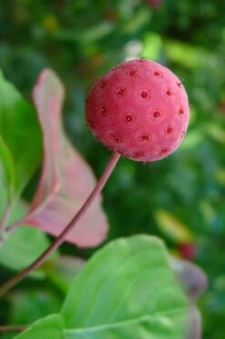 Pink Chinese Dogwood - Cornus Kousa 'Satomi' - 2 Gallon Pot 15 Pink Chinese Dogwood - Cornus Kousa 'Satomi' - 2 Gallon Pot -Wilson Bros Gardens Dogwood Chinese Pink Satomi 5