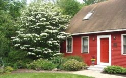 White Kousa Chinese Dogwood (Multi-Trunk) - 7 Gallon Pot (3-4') 13 White Kousa Chinese Dogwood (Multi-Trunk) - 7 Gallon Pot (3-4') -Wilson Bros Gardens Dogwood Chinese White 1